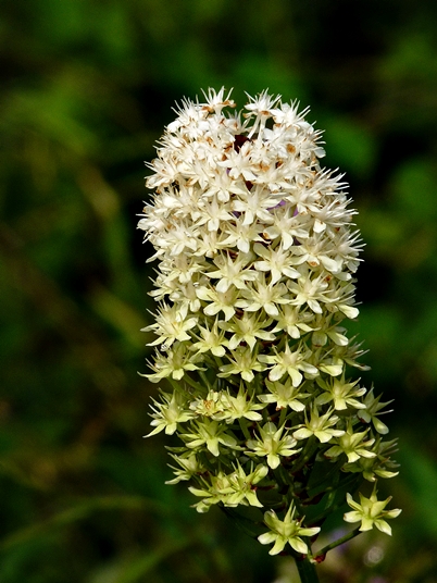 {Amianthium muscitoxicum}
